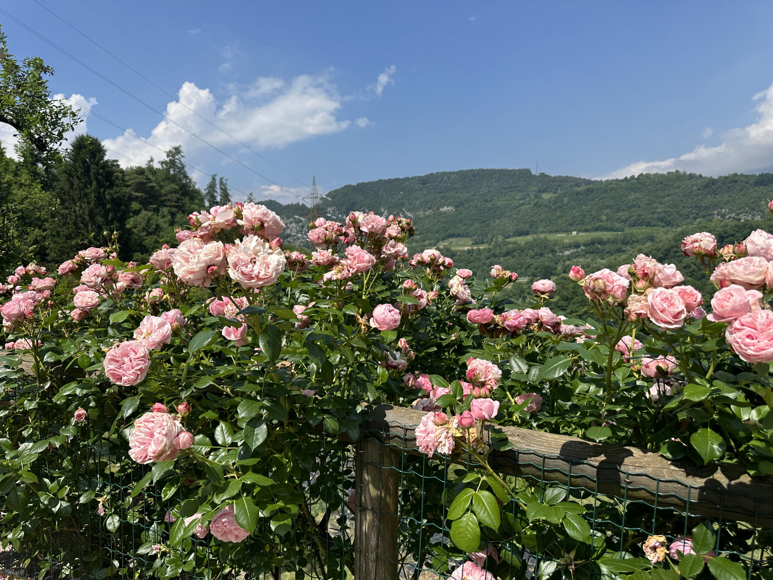 Porzione di casa immersa nel verde di Drena 